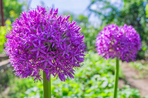 Allium Gladiator - De Vroomen US