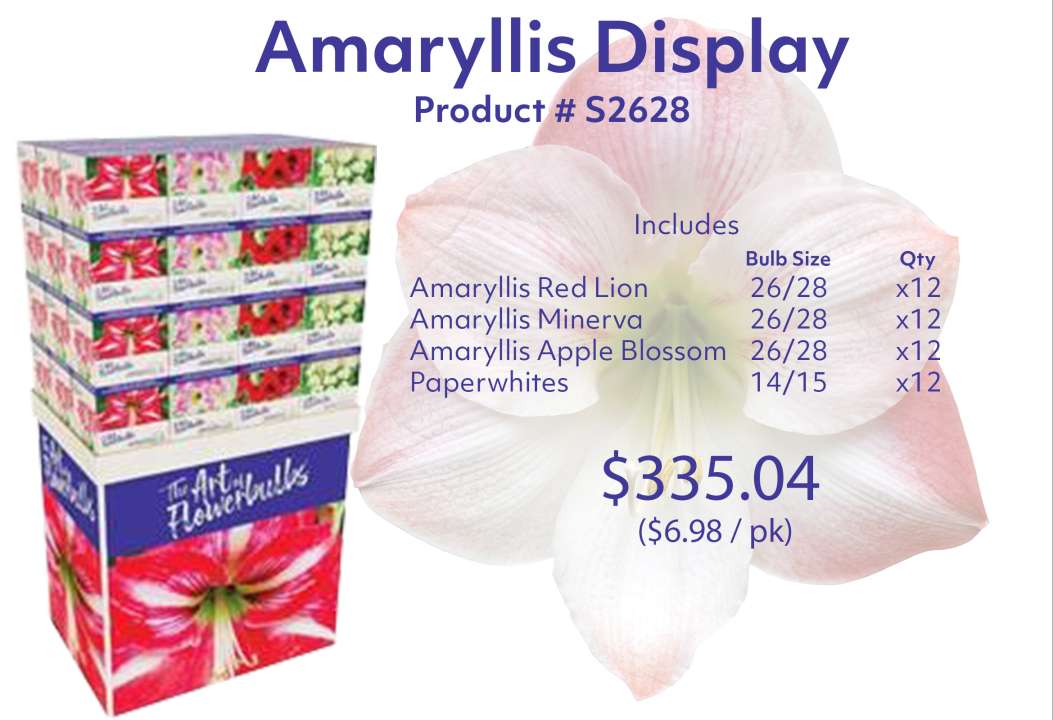Fall Product Feature – Amaryllis Display