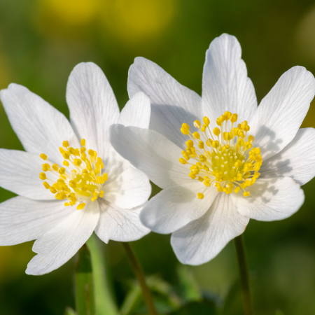 Anemone - De Vroomen US