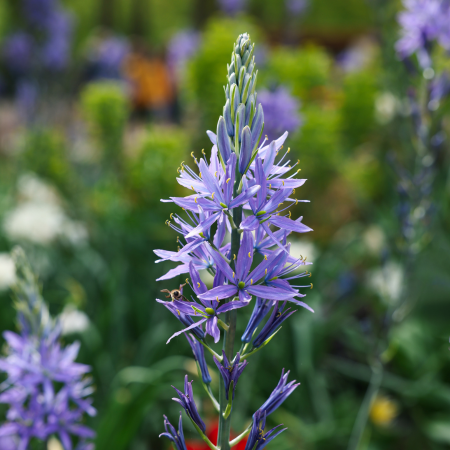 Camassia - De Vroomen US
