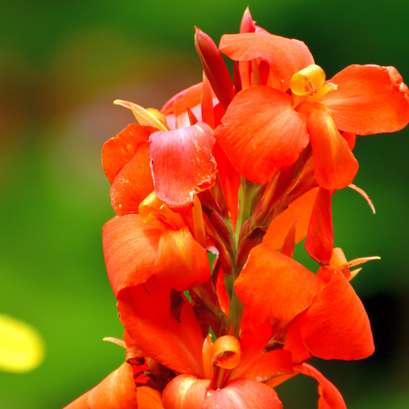 Canna - De Vroomen US