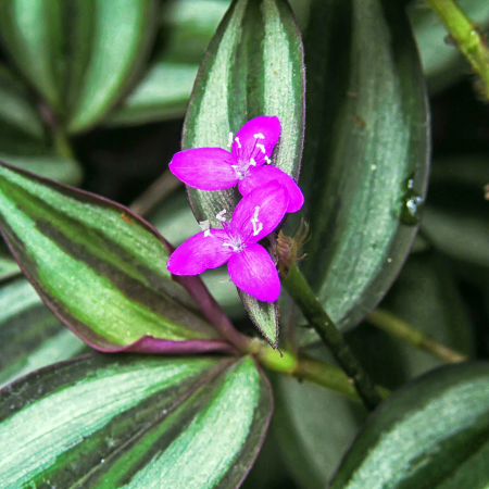 Tradescantia - De Vroomen US