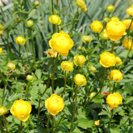 Trollius - De Vroomen US