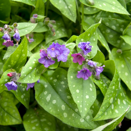 Pulmonaria - De Vroomen US