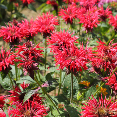Monarda - De Vroomen US