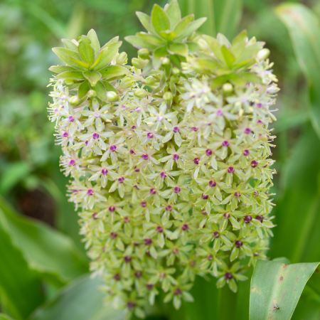 Eucomis - De Vroomen US