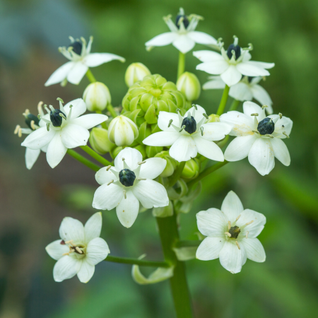 Ornithogalum - De Vroomen US