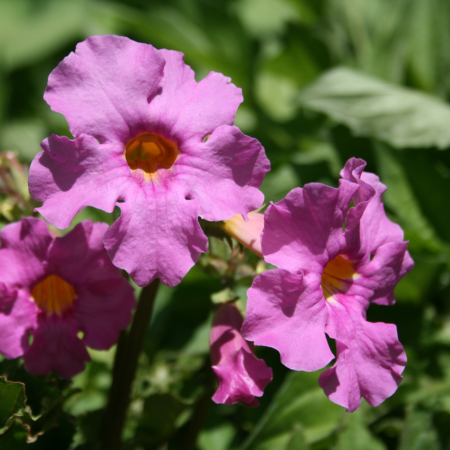 Incarvillea - De Vroomen US