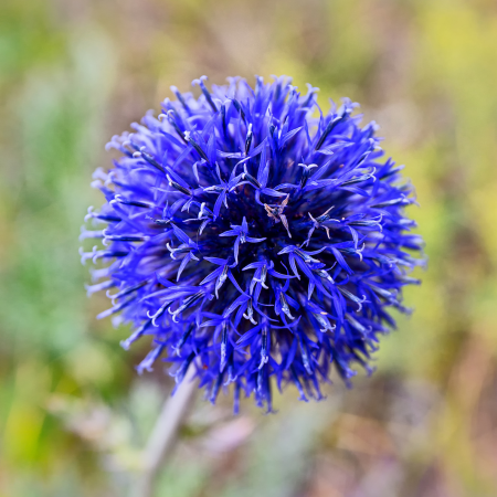 Echinops - De Vroomen US