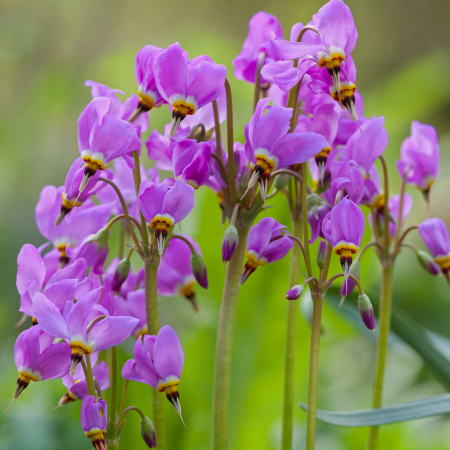 Dodecatheon - De Vroomen US