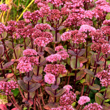 Sedum - De Vroomen US