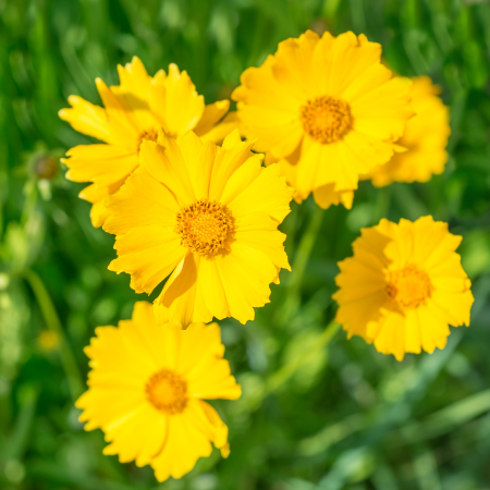 Heliopsis - De Vroomen US