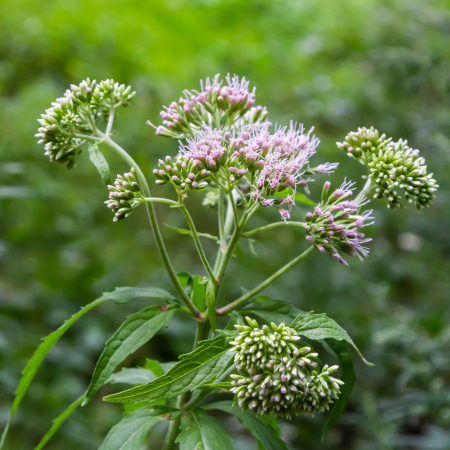 Eupatorium - De Vroomen US