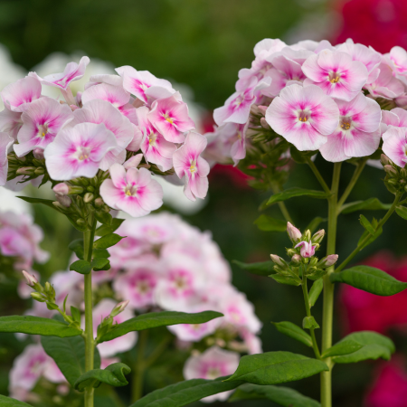 Phlox - De Vroomen US