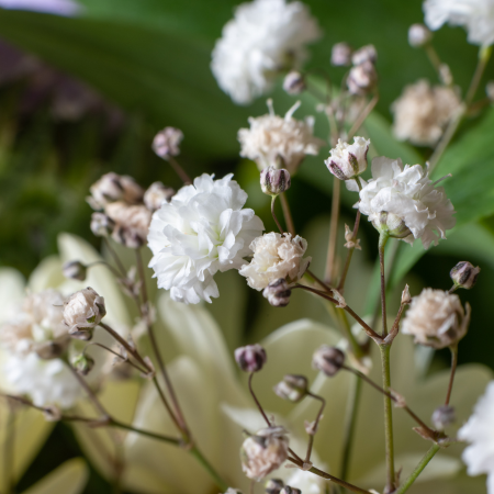 Gypsophila - De Vroomen US