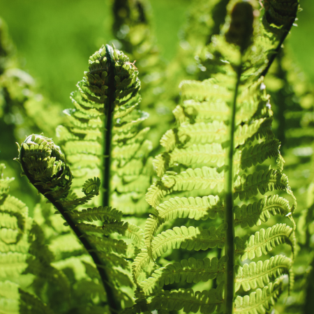 Ferns - De Vroomen US