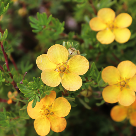 Potentilla - De Vroomen US