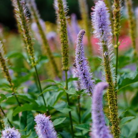 Veronicastrum - De Vroomen US