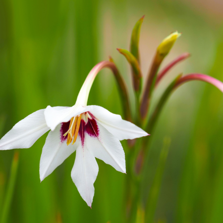 Acidanthera - De Vroomen US