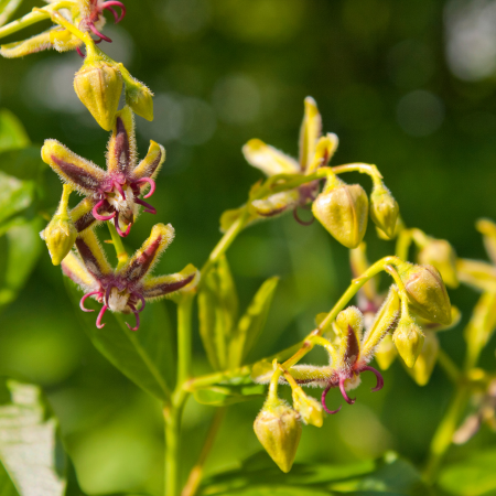 Epimedium - De Vroomen US