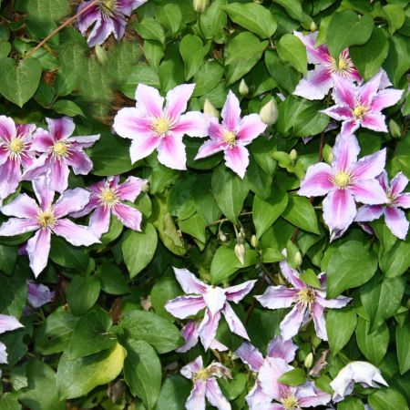 Clematis - De Vroomen US
