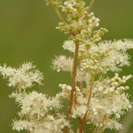 Filipendula - De Vroomen US
