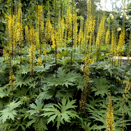 Ligularia - De Vroomen US