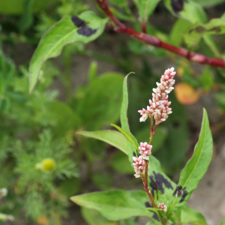 Persicaria - De Vroomen US