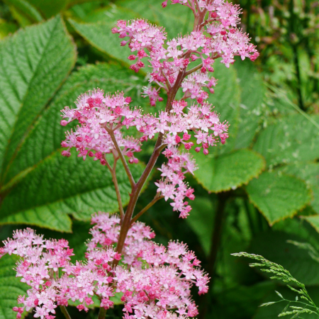Rodgersia - De Vroomen US