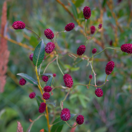 Sanguisorba - De Vroomen US