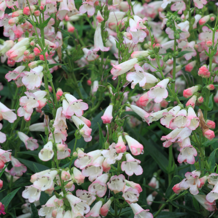 Penstemon - De Vroomen US