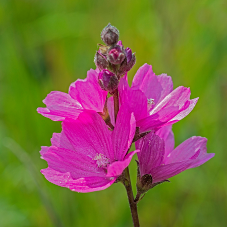 Sidalcea - De Vroomen US