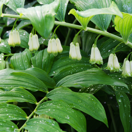 Polygonatum - De Vroomen US