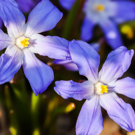 Chionodoxa - De Vroomen US