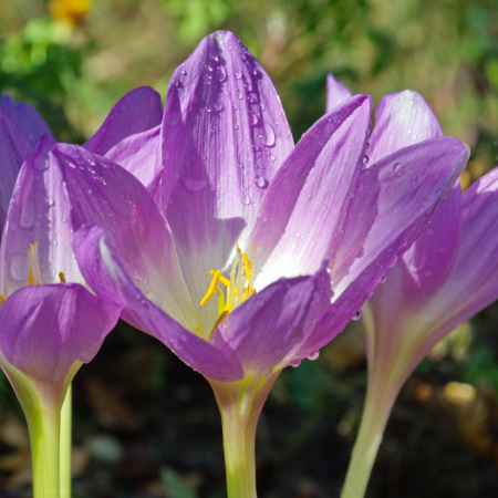 Colchicum - De Vroomen US