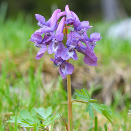 Corydalis - De Vroomen US