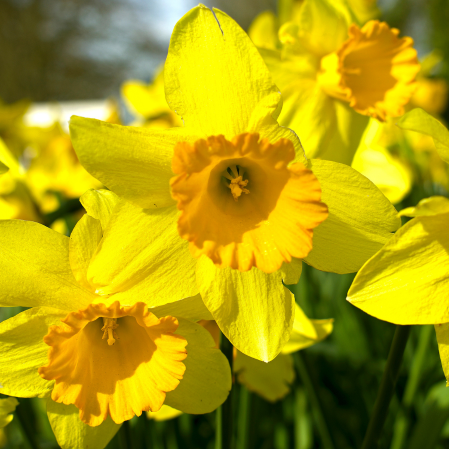 Daffodils - De Vroomen US