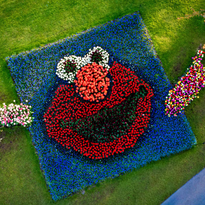 Sesame Street Tulips at Keukenhof