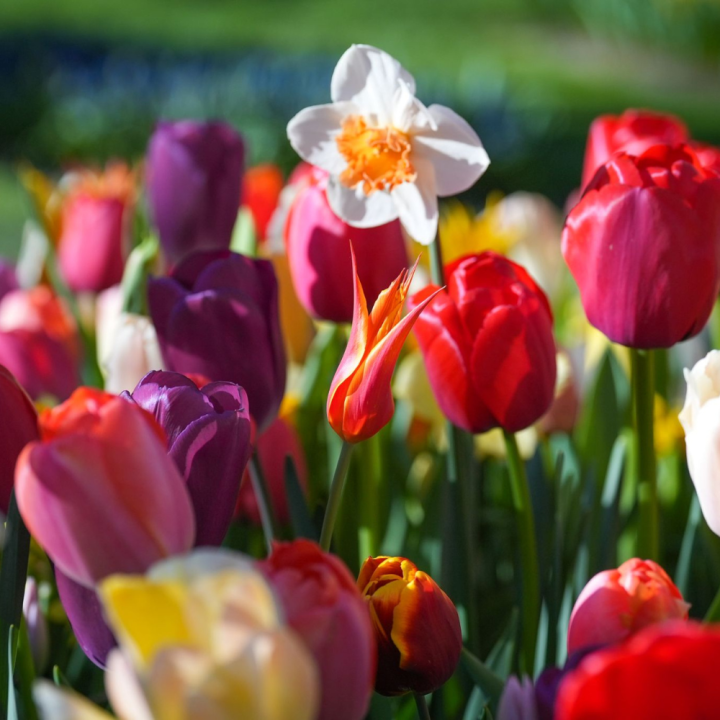 Sesame Street Tulips at Keukenhof