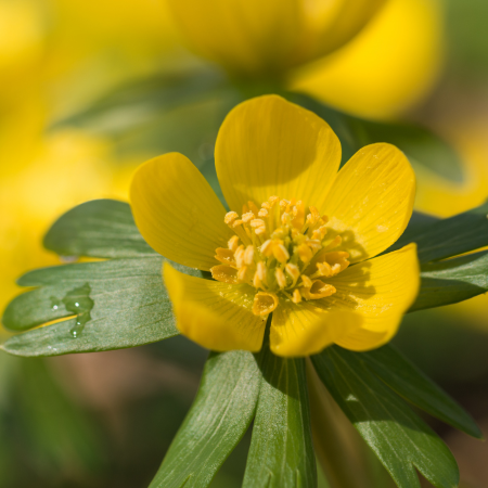 Eranthis - De Vroomen US