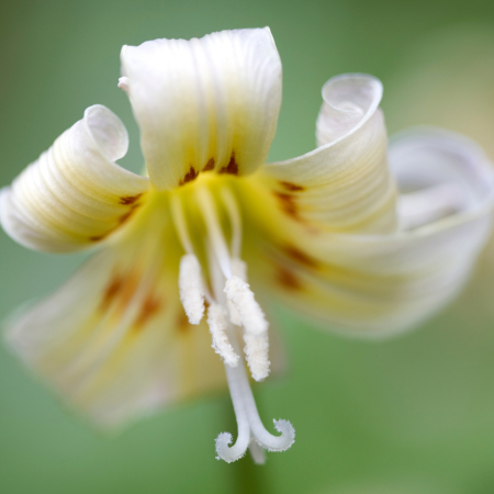 Erythronium - De Vroomen US