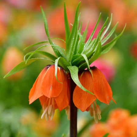 Fritillaria - De Vroomen US