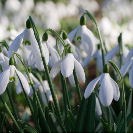Galanthus - De Vroomen US
