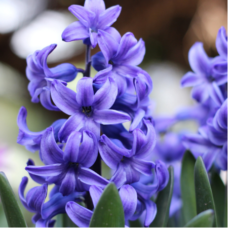 Hyacinth - De Vroomen US