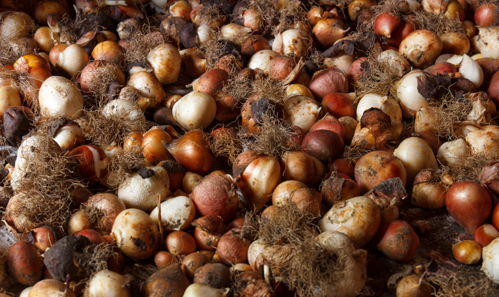 Flower Bulbs unplanted Flower Bulbs unplanted
