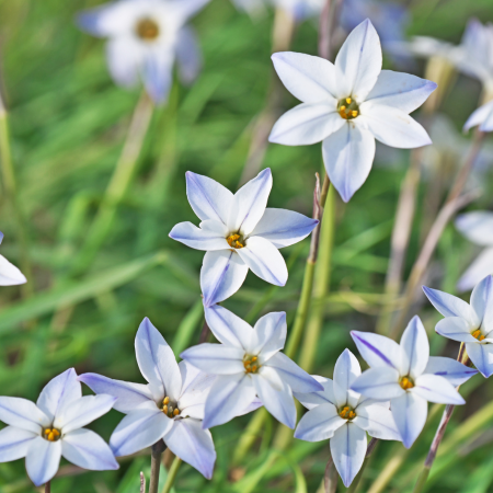 Ipheion - De Vroomen US