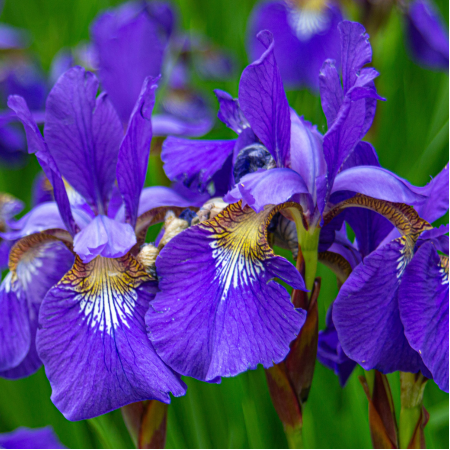 Iris - De Vroomen US