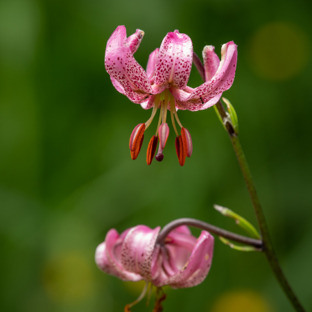 Lilium - De Vroomen US