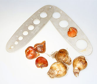 Bulbs are measured by their circumference in centimeters