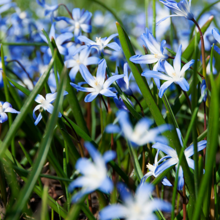 Scilla - De Vroomen US
